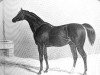 stallion Whalebone xx (Thoroughbred, 1807, from Waxy xx)