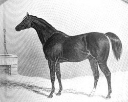 stallion Whalebone xx (Thoroughbred, 1807, from Waxy xx)