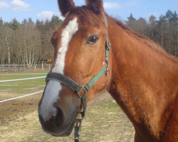 Pferd Palida 7 (Mecklenburger, 2003, von Panduros)