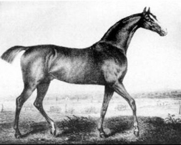 stallion Selim xx (Thoroughbred, 1802, from Buzzard xx)
