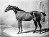 stallion Gohanna xx (Thoroughbred, 1790, from Mercury xx)