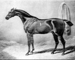 stallion Gohanna xx (Thoroughbred, 1790, from Mercury xx)