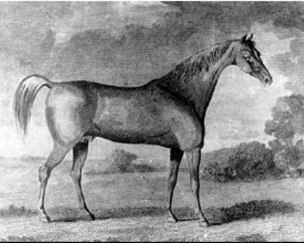 Pferd Buzzard xx (Englisches Vollblut, 1787, von Woodpecker xx)