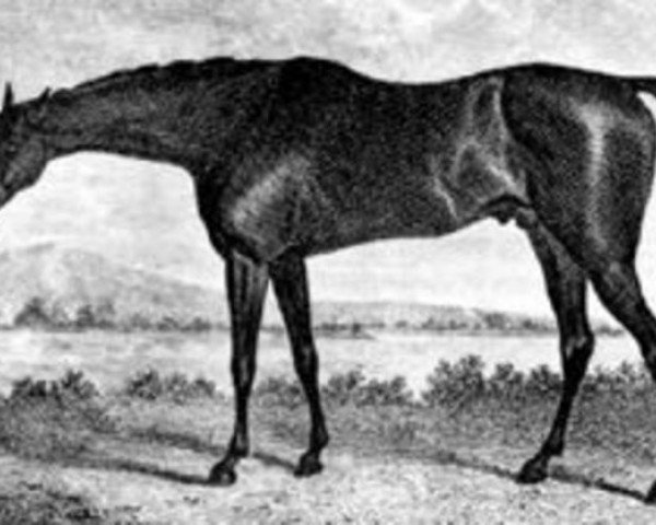 stallion Sorcerer xx (Thoroughbred, 1796, from Trumpator xx)