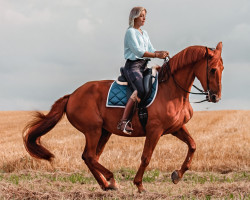 dressage horse Finesse 309 (Westphalian, 2005, from Fiano)