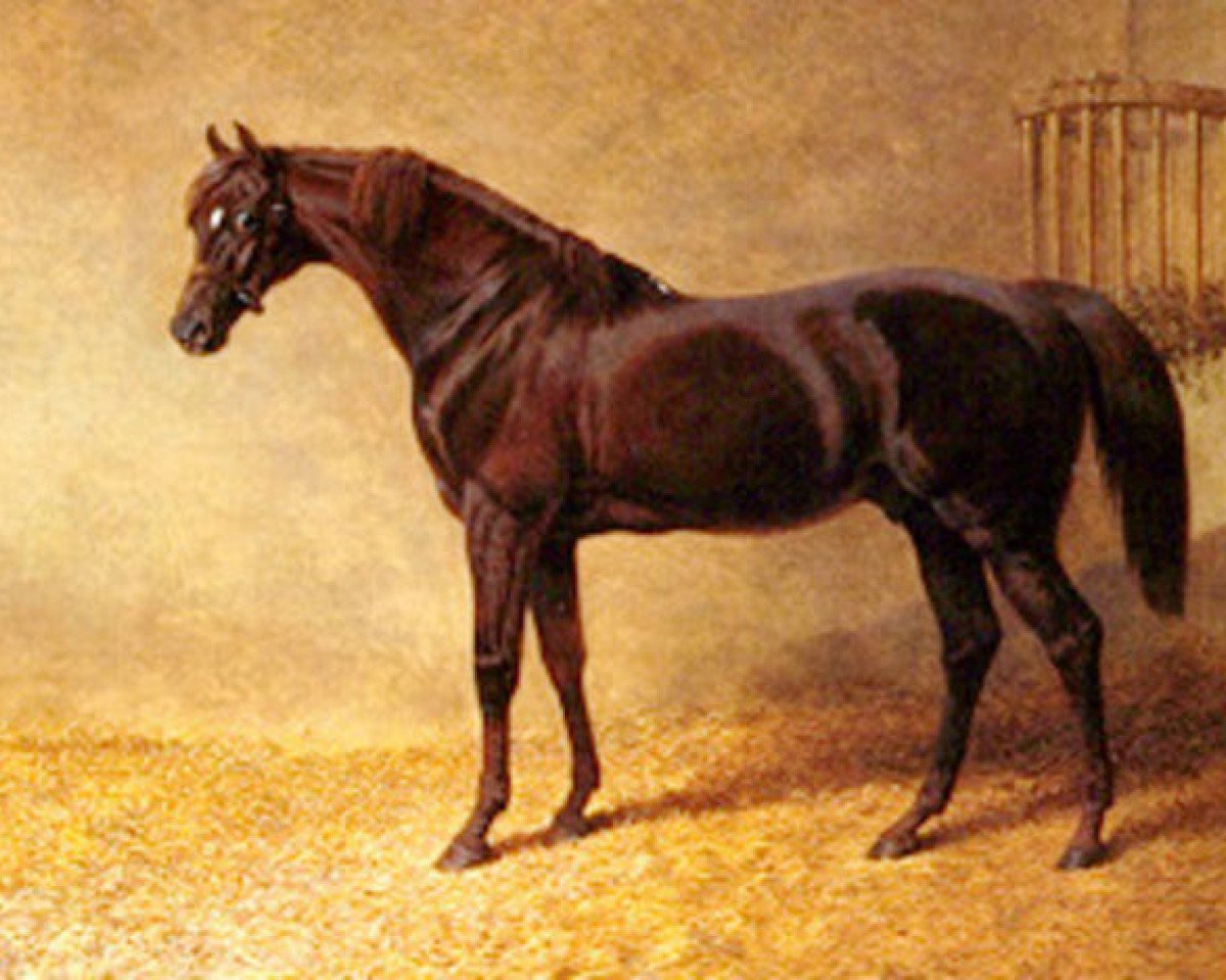 stallion Gladiator xx (Thoroughbred, 1833, from Partisan xx)