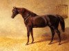 stallion Gladiator xx (Thoroughbred, 1833, from Partisan xx)