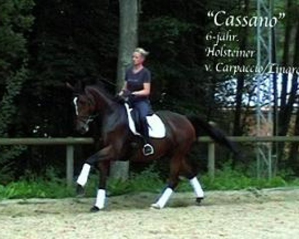 Dressurpferd Cassano 10 (Holsteiner, 2004, von Carpaccio)