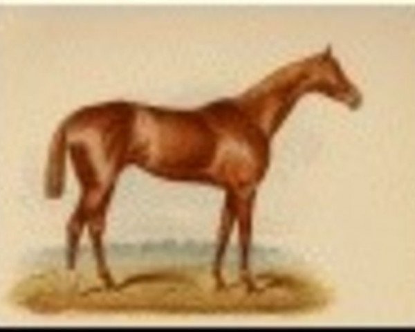 stallion Mortemer xx (Thoroughbred, 1865, from Compeigne xx)