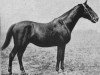 stallion Markeur (Trakehner, 1901, from Padorus)