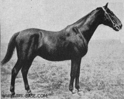 stallion Markeur (Trakehner, 1901, from Padorus)