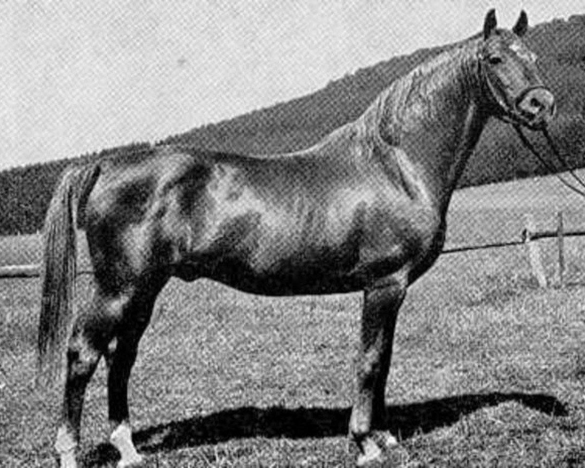 Deckhengst Julmond (Trakehner, 1938, von Julianus)