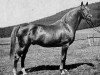 stallion Julmond (Trakehner, 1938, from Julianus)