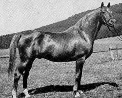 stallion Julmond (Trakehner, 1938, from Julianus)