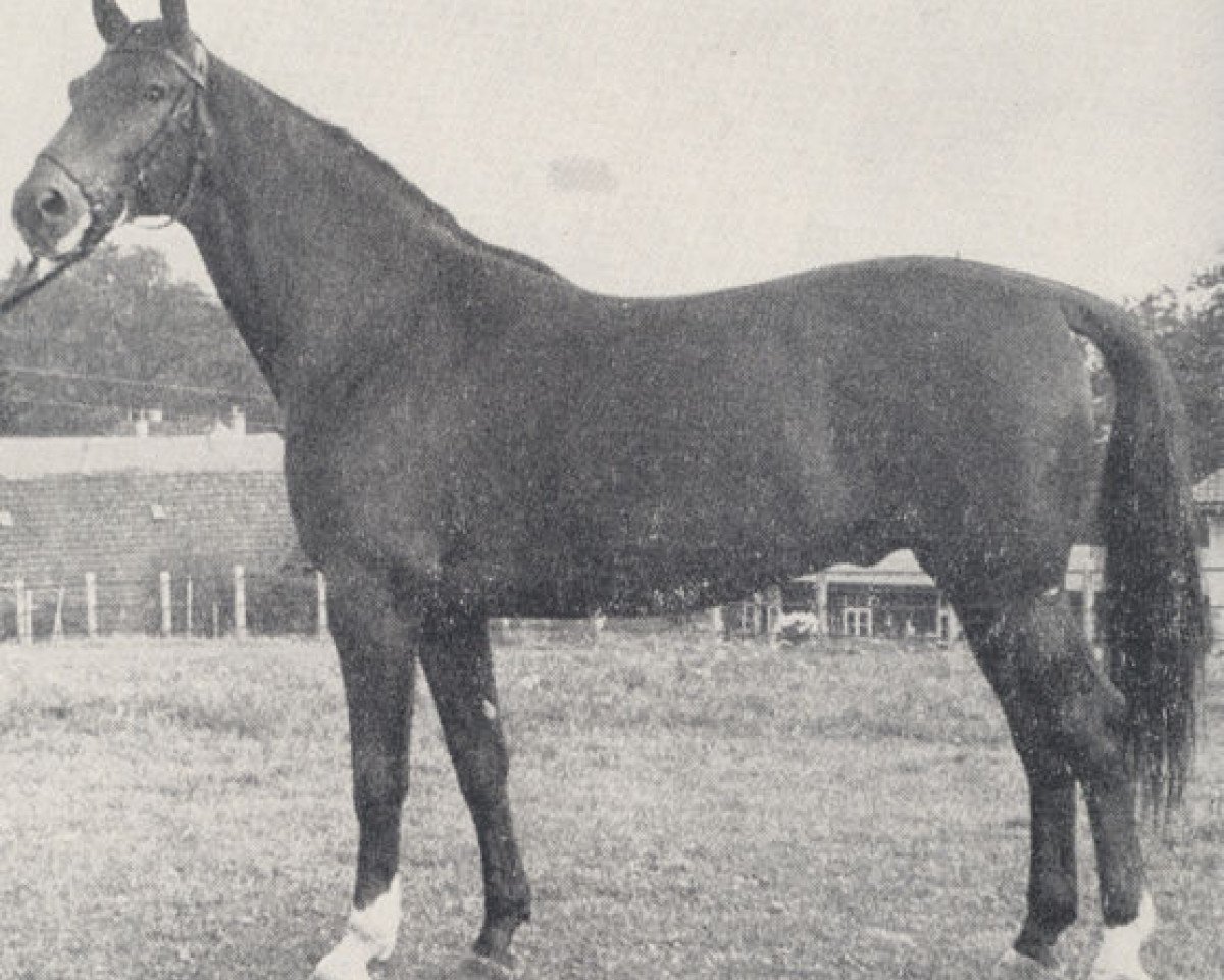 Deckhengst Lothar (Trakehner, 1960, von Julmond)