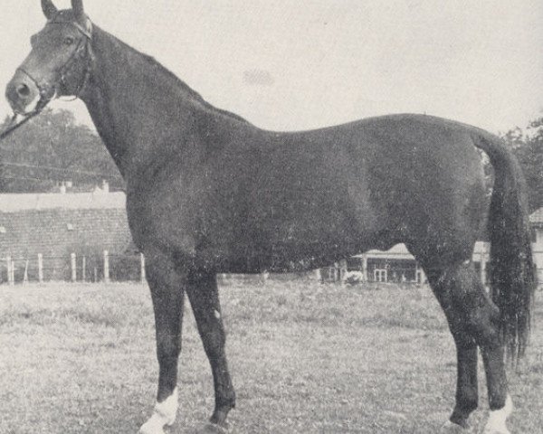 stallion Lothar (Trakehner, 1960, from Julmond)