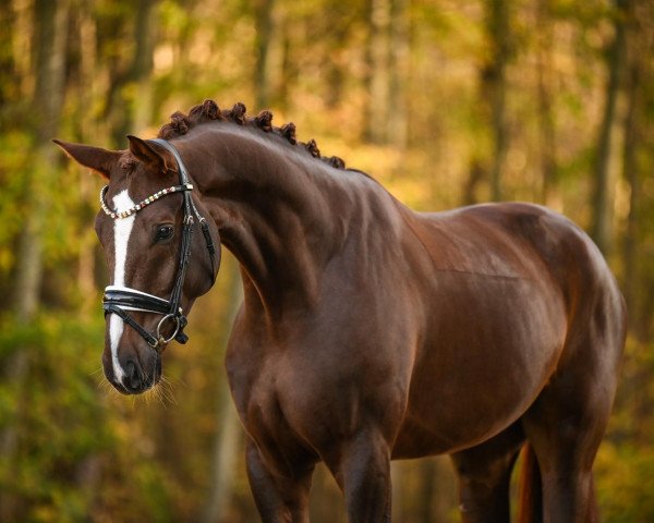 dressage horse Burx (German Sport Horse, 2017, from Belissimo NRW)