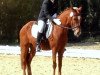 dressage horse Doolittle (German Riding Pony, 2004, from Daydream of Victoria)