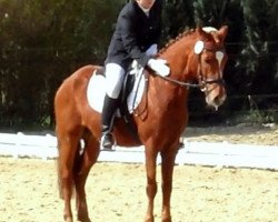 dressage horse Doolittle (German Riding Pony, 2004, from Daydream of Victoria)