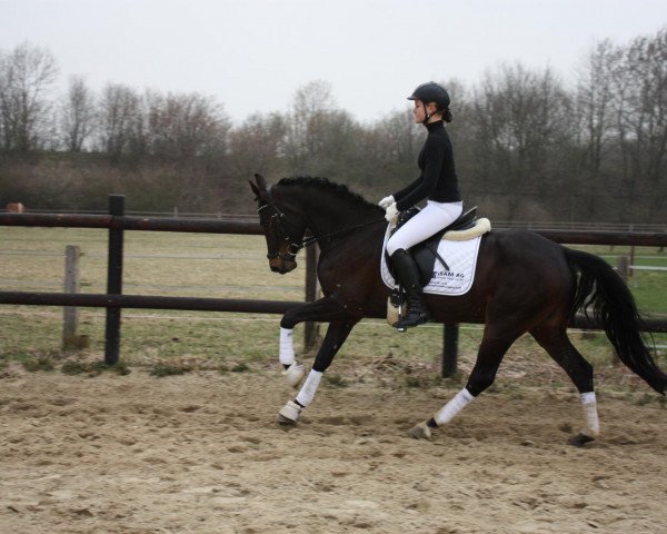 broodmare Dayniera (German Riding Pony, 2006, from Der feine Lord AT)