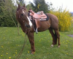 Pferd Lena CT Benito (Quarter Horse, 2002, von Blue Eyed Benito)