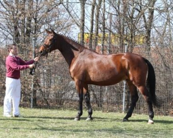 broodmare Donna-Gracia S (German Sport Horse, 2004, from Casado)