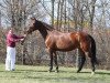 broodmare Donna-Gracia S (German Sport Horse, 2004, from Casado)