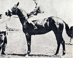 broodmare Myrtle Dee xx (Thoroughbred, 1923, from Luke McLuke xx)