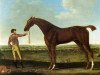 stallion Diomed xx (Thoroughbred, 1777, from Florizel xx)
