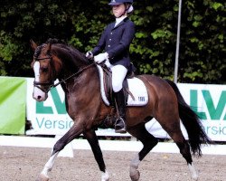 dressage horse Steverheides Wolfstanz (German Riding Pony, 2001, from Werwolf)