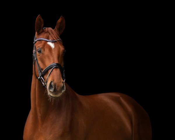 horse Mister M & M Jr (Hanoverian, 2014, from More and More)