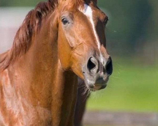 broodmare Doris Day (Hanoverian, 1997, from Donnerhall)