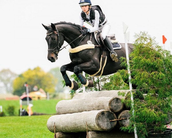 broodmare Mount Pleasant (Hanoverian, 2013, from HH Messenger)