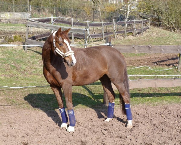 horse Femme de Matcho (Rhinelander, 2004, from Fürst Heinrich)