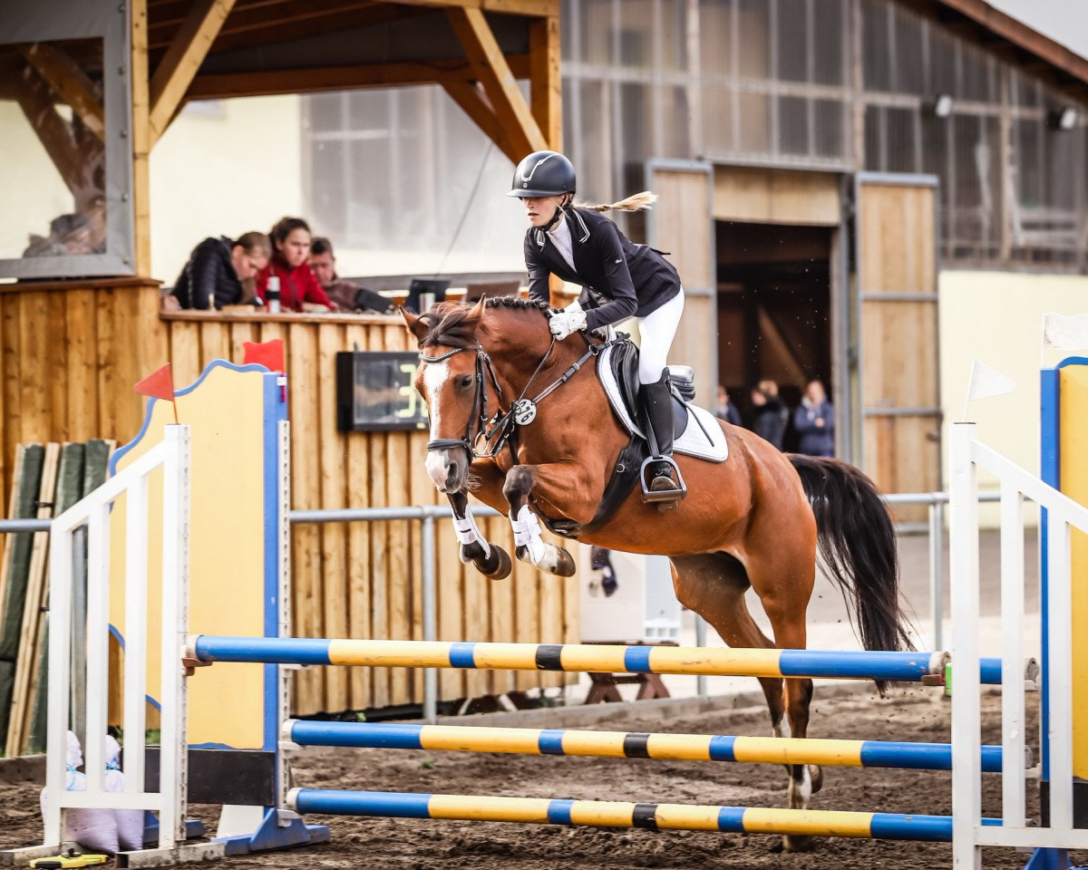 jumper Oniek (German Riding Pony, 2011, from Okay Big Bambu)
