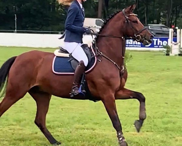 jumper Carlos 849 (German Riding Pony, 2016, from Corbinian)