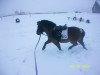 dressage horse Admiral Fire (Bavarian, 2005, from Acordelli)