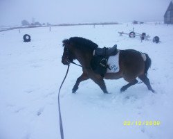 dressage horse Admiral Fire (Bavarian, 2005, from Acordelli)