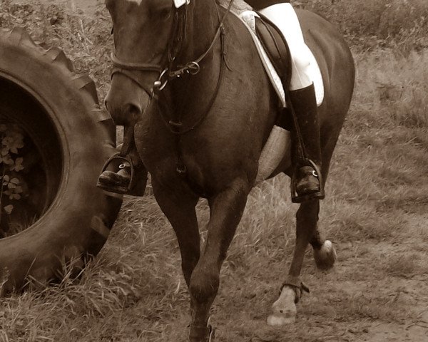 Dressurpferd Leo 561 (Welsh Pony (Sek.B), 2002, von Chicago)