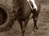 dressage horse Leo 561 (Welsh-Pony (Section B), 2002, from Chicago)