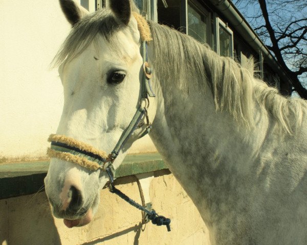 Pferd Catchman (Holsteiner, 2006, von Calato)