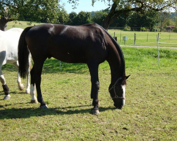 jumper Cash 140 (Oldenburg show jumper, 2002, from Cashman)