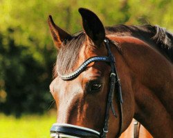 dressage horse Fidagho (Hanoverian, 2009, from First Dance)