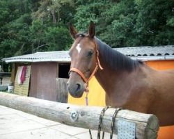 broodmare Loona (Saxony-Anhaltiner, 2001, from Long Island)