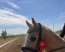 dressage horse Gerrico 5 (German Riding Pony, 2008, from Centauro's Golden Flashlight)