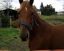 broodmare Lightfire (German Riding Pony,  , from Grande)