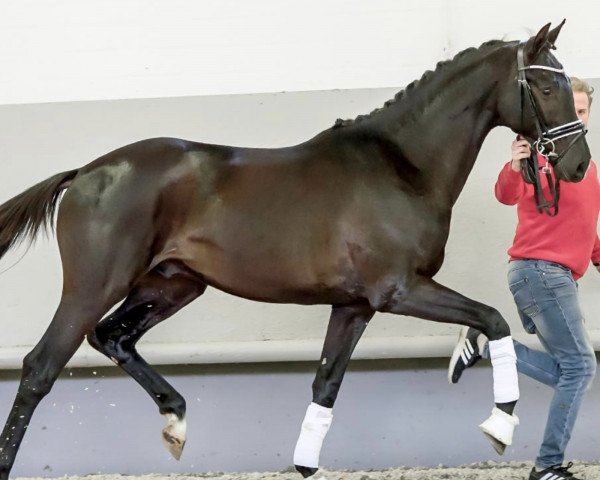 dressage horse Leo Deluxe (Hanoverian, 2018, from Livaldon)