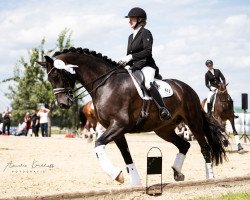 dressage horse Little Rouletto (Württemberger, 2013, from Little Charly)