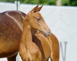 Pferd Vanilla Prince (Westfale, 2022, von Blue Hors Viconte)