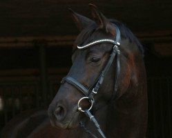 Springpferd Aristokrat 47 (Trakehner, 2007, von Heops)